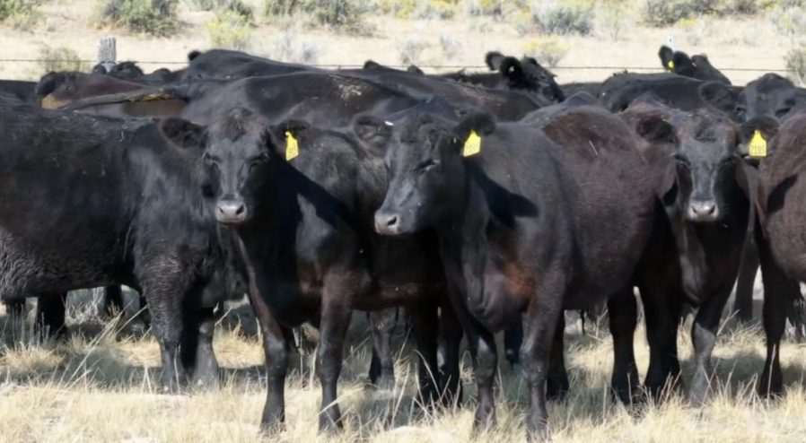 90 Head of Black Angus and Black Baldy- BH911C5